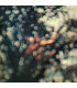 CDS - MUSICLIFE | PINK FLOYD - OBSCURED BY CLOUDS 1CD