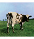CDS - MUSICLIFE | PINK FLOYD - ATOM HEART MOTHER 1CD