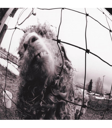 CDS - MUSICLIFE | PEARL JAM - VS. 1CD